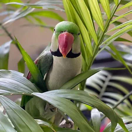 度假居 Parrot