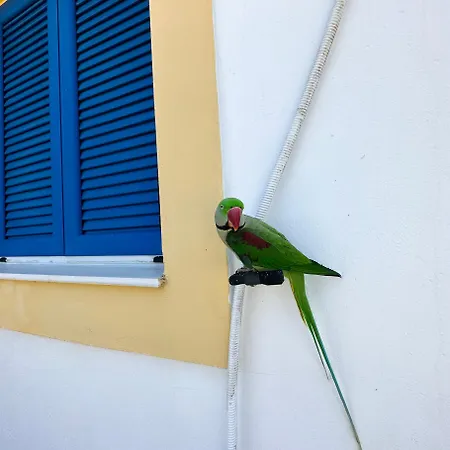 度假居 Parrot Fratsia